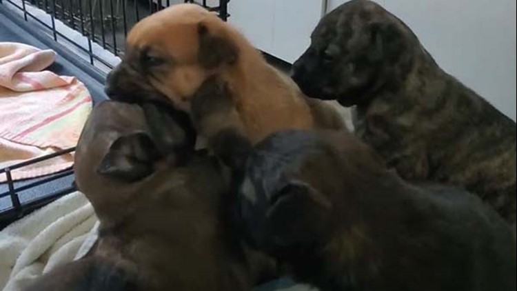 Mama dog, puppies rescued from Houston storm drain now headed to new home