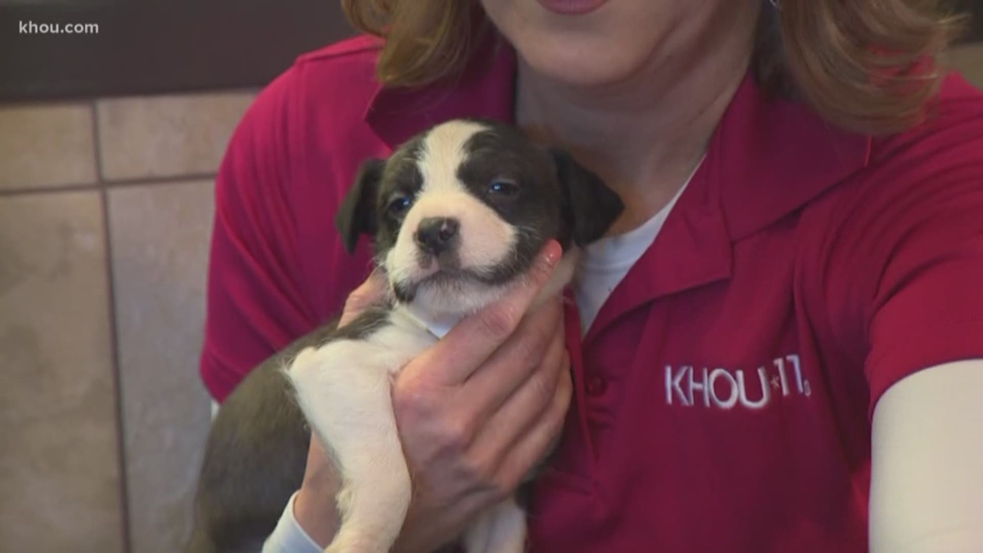 Open up your hearts and homes to animals in need on Friday at the Harris County Animal Shelter. KHOU is teaming up with the shelter for a special adopt event.