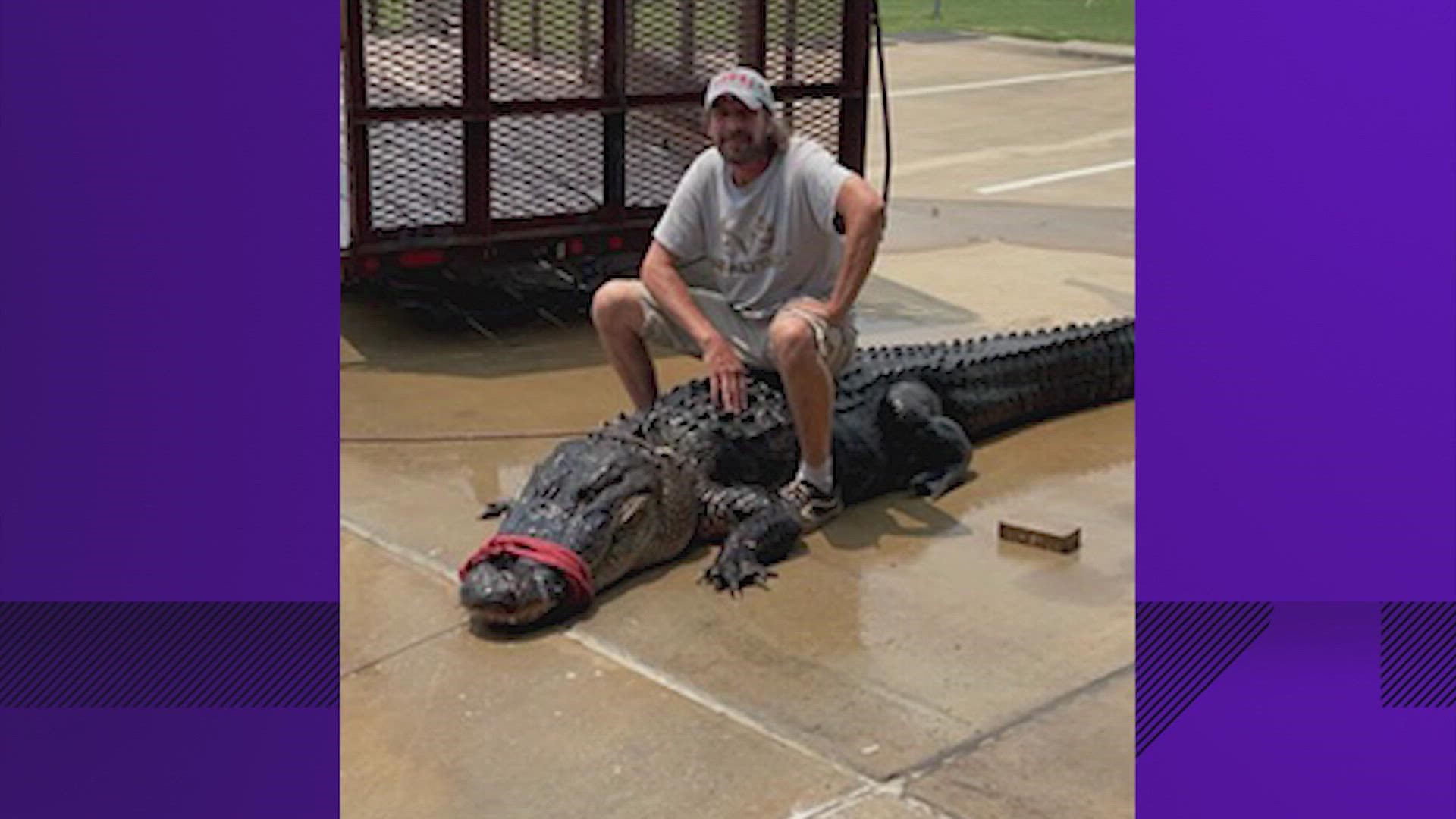 The La Porte Police Department found the gator near a park and had it relocated.