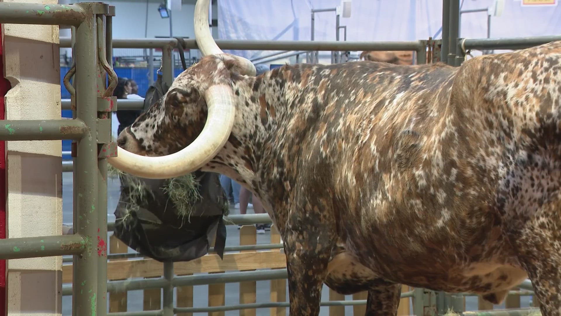 Victor Jacobo is experiencing his first RodeoHouston and some Rodeo veterans are showing him the ropes.