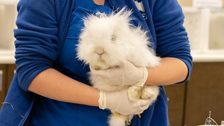 Rabbits rescued from hoarding home in Arizona now at Houston SPCA