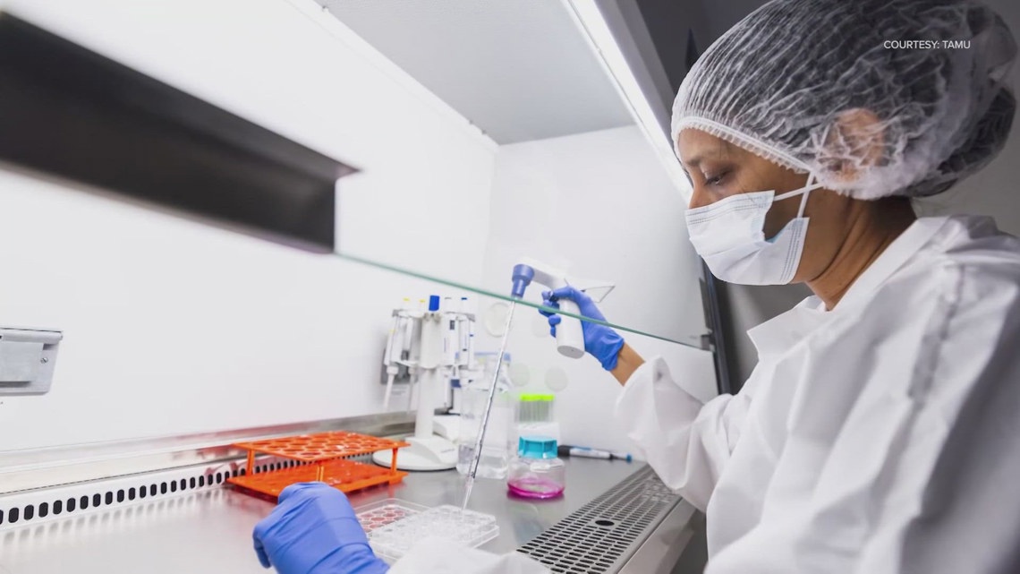 Sniff Study Texas A&M researchers develop nasal spray that could potentially delay ...