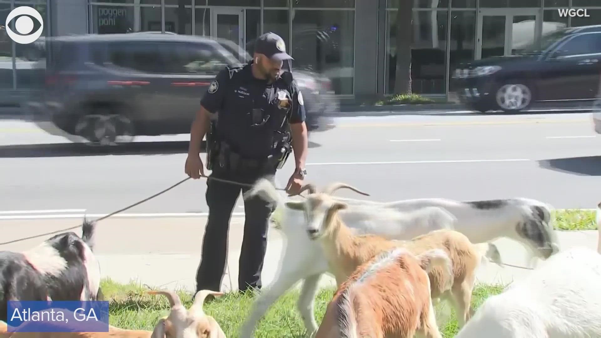 Atlanta police responded to calls about goats on a road in the Buckhead section of the city on Monday (9/27)