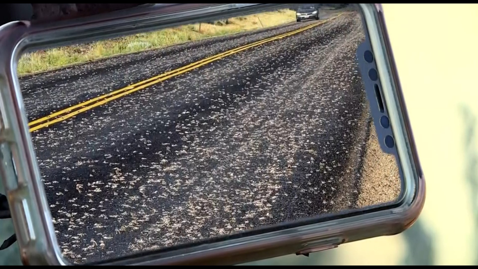 Hundreds of thousands of toads were crossing the road in Utah. Experts believe recent storms and heat had them moving.