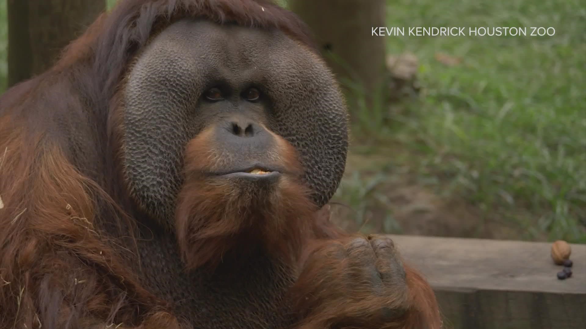 At 45, Rudi is the oldest male orangutan in North America, and the Zoo’s longest resident, arriving back in 1978 when he was only two months old.