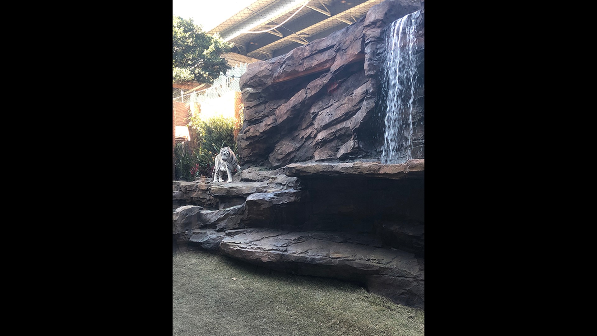 Tigers at Houston's Downtown Aquarium get new outdoor habitat