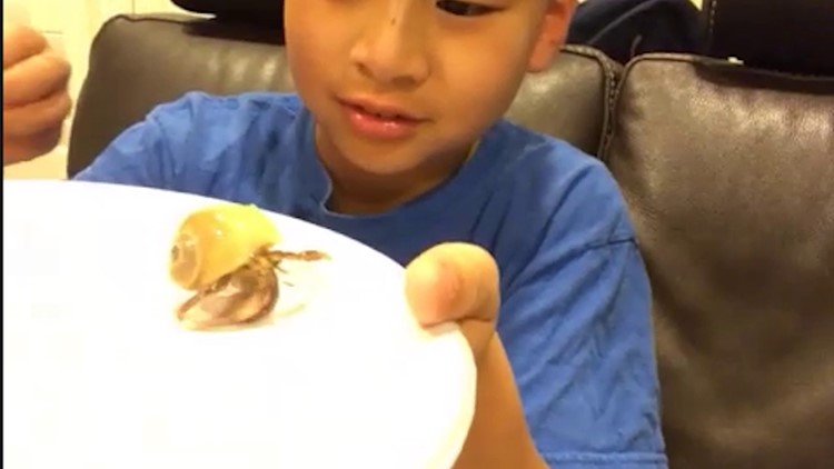 Escape artist hermit crab survives 2+ months in Houston neighborhood