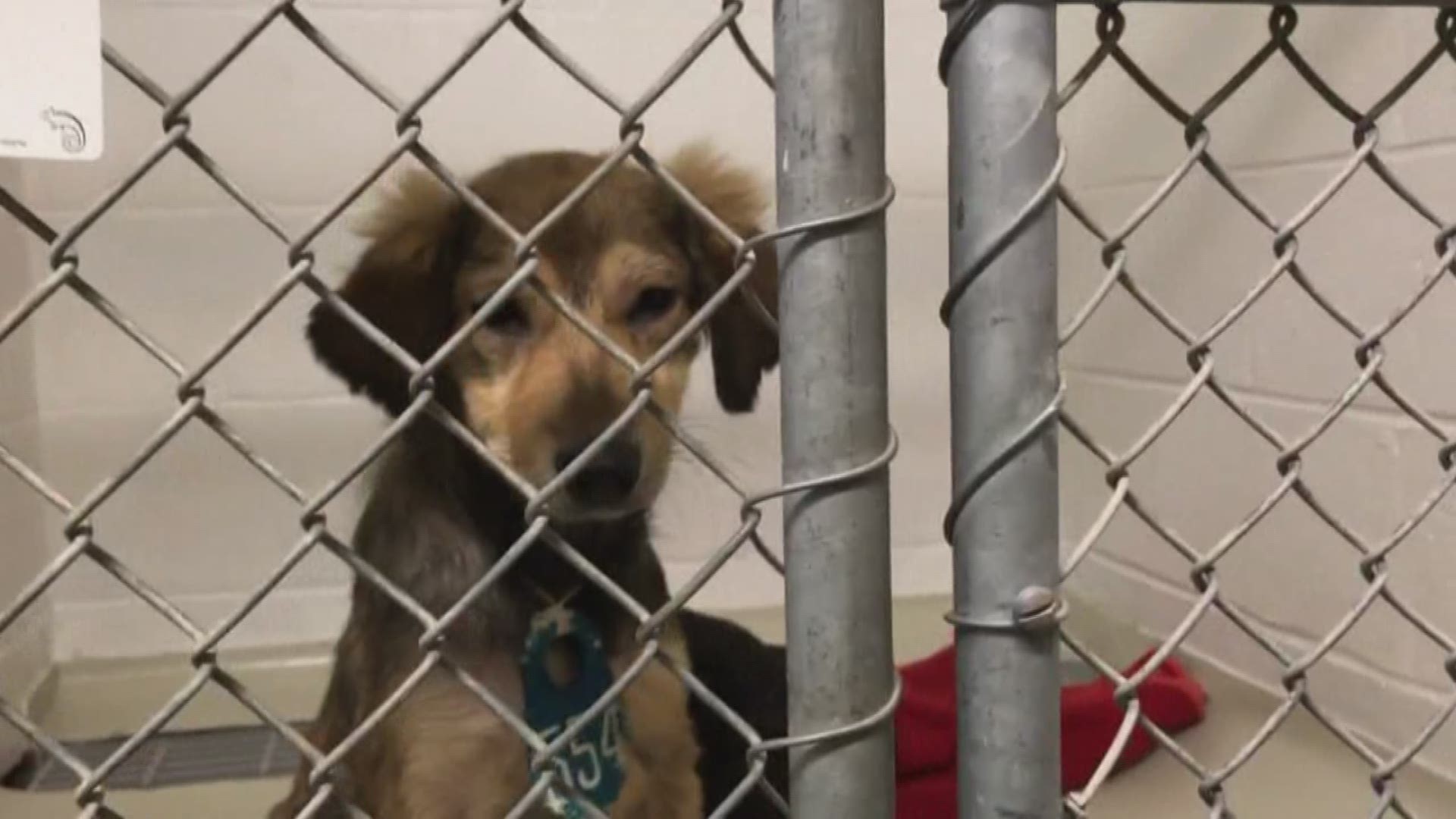 The Harris County Animal Shelter took in 59 puppies in just one hour on Thursday and volunteers are asking for the public's help in adopting or fostering the animals.