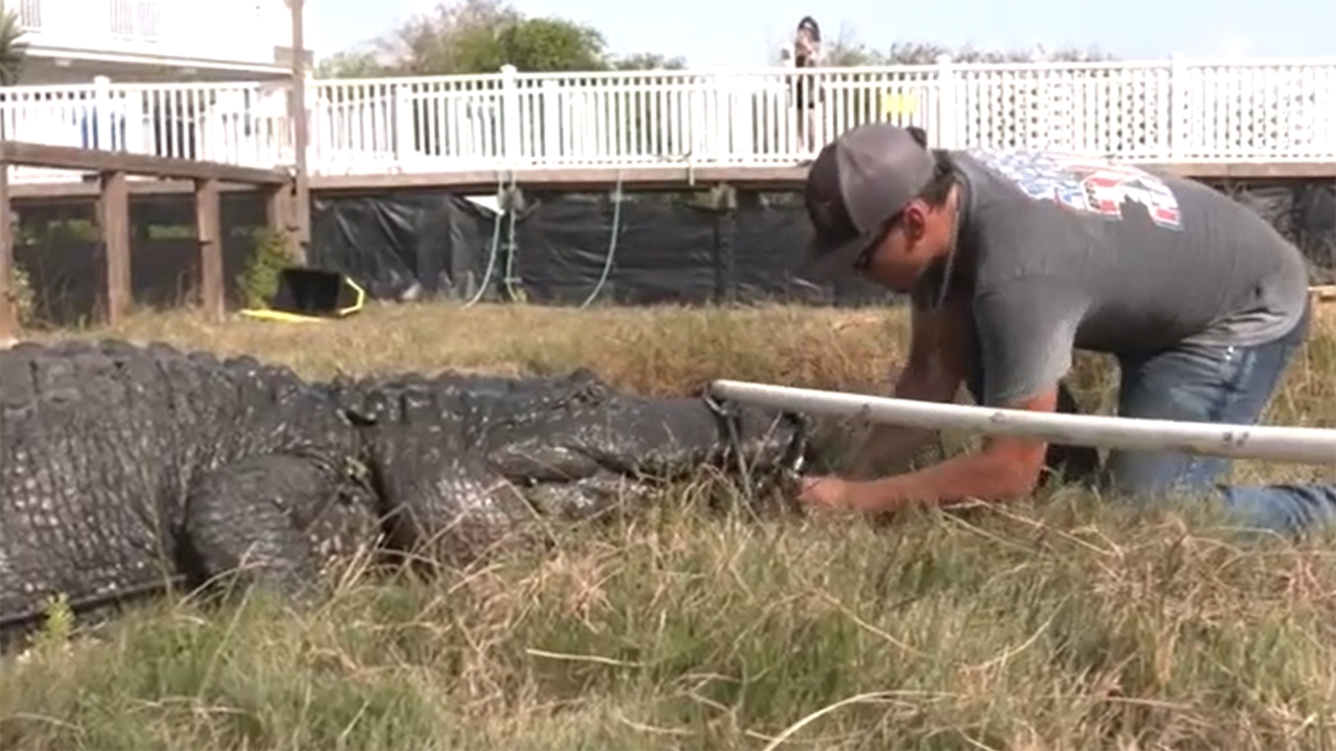 With Hurricane Beryl threatening the South Texas coast, Wranglers and volunteers moved 37 alligators from a Padre Island sanctuary to Gator Country in Beaumont.