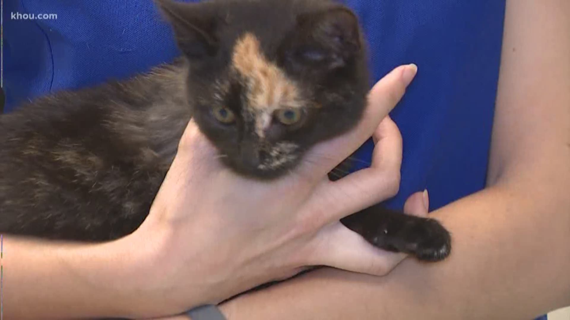The KHOU Pet Of The Week is 3-month-old Firefly who was found abandoned at a gas station with a broken leg.