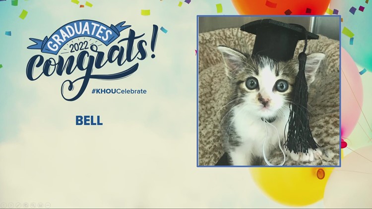 Celebrating you! Houston SPCA kitties graduate from neonatal nursery