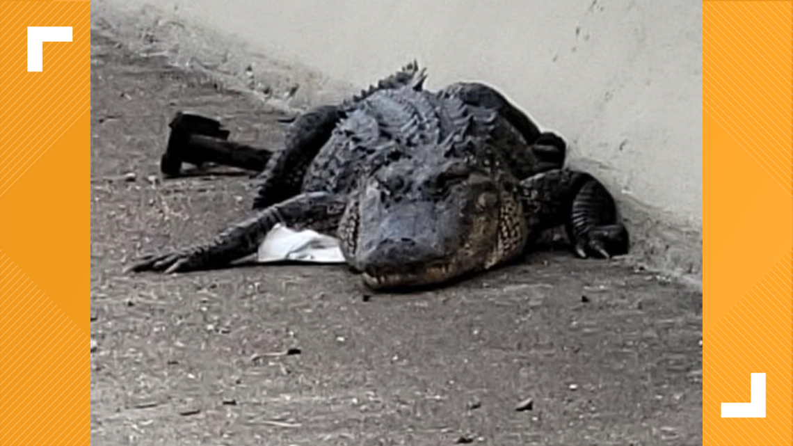 Gator spotted on Fred Hartman Bridge - Vimarsana News