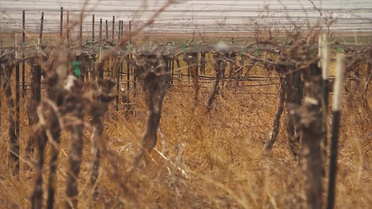 Texas grape growers believe herbicide is killing their vineyards