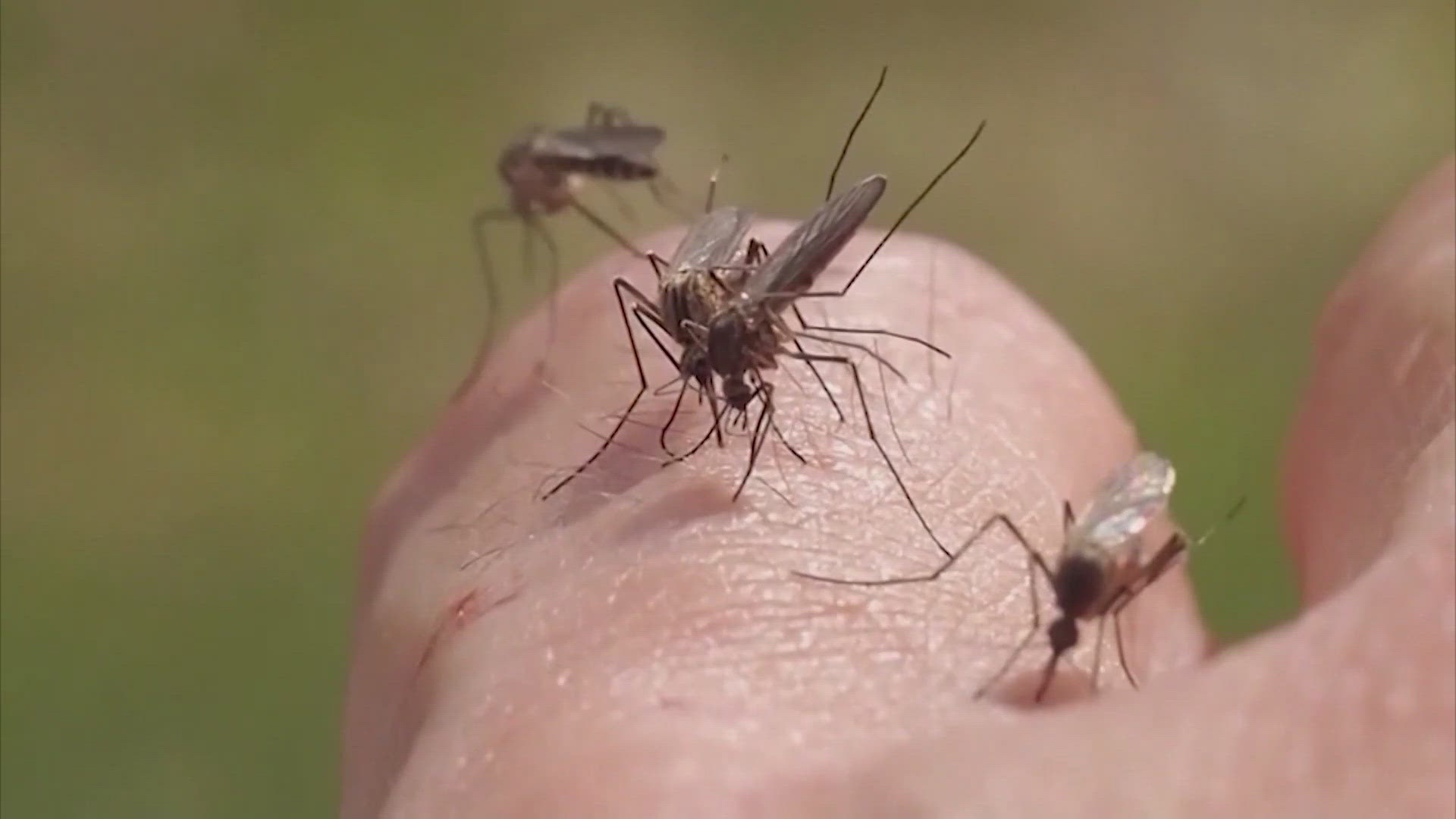Director of the Harris County Public Health Mosquito Control Division, Dr. Max Vigilant, said his team has been busy setting up mosquito traps.