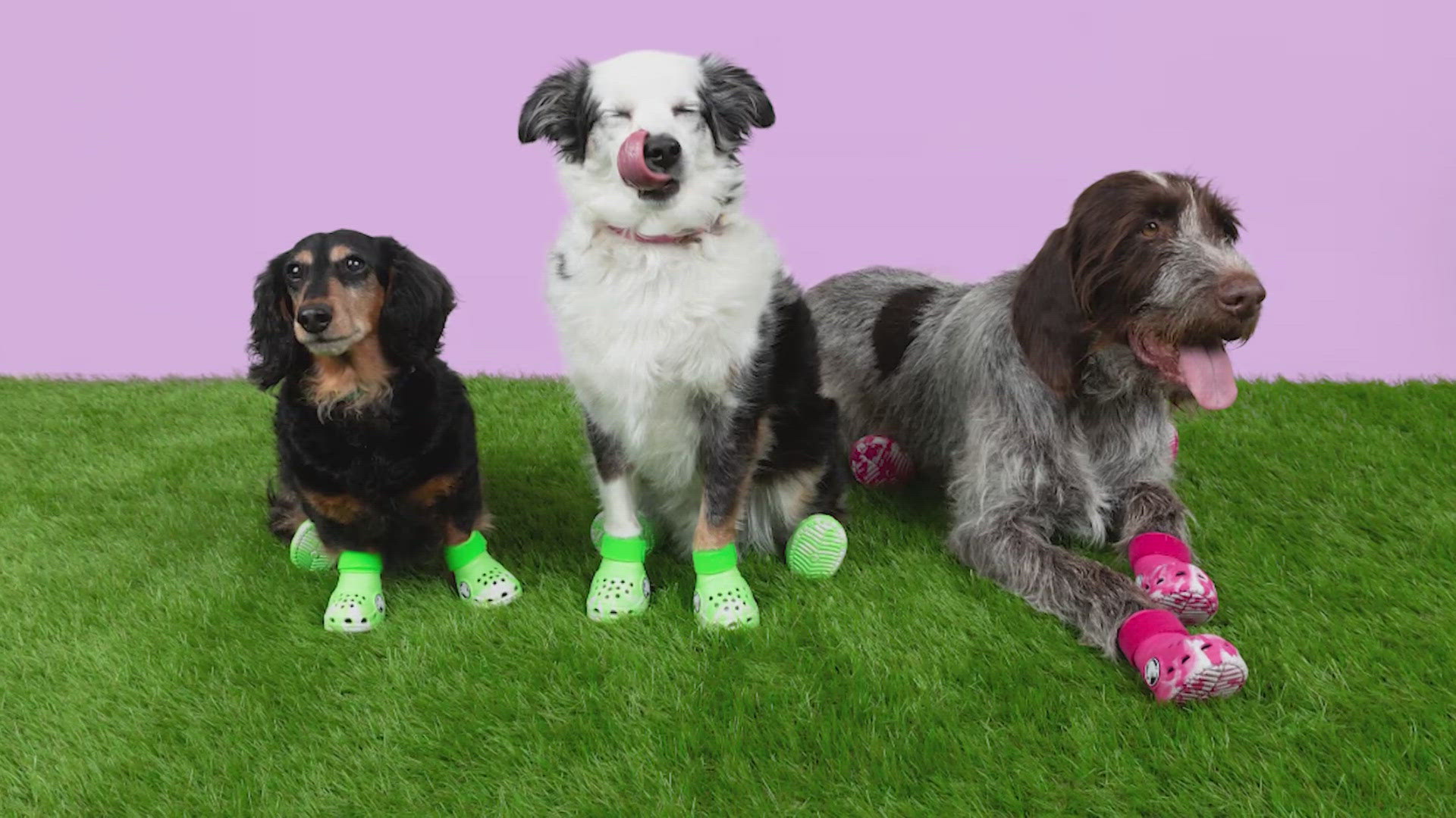 Crocs announces shoes for dogs | khou.com