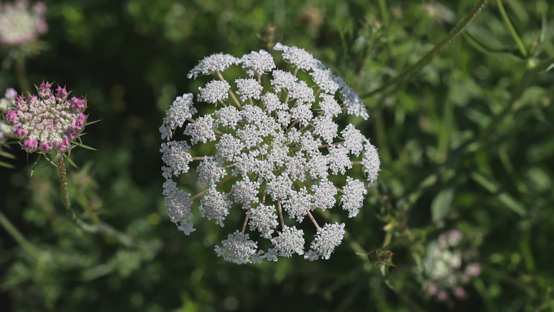 Poison hemlock looks like a harmless flower but it was actually used in ancient Greece for executions.