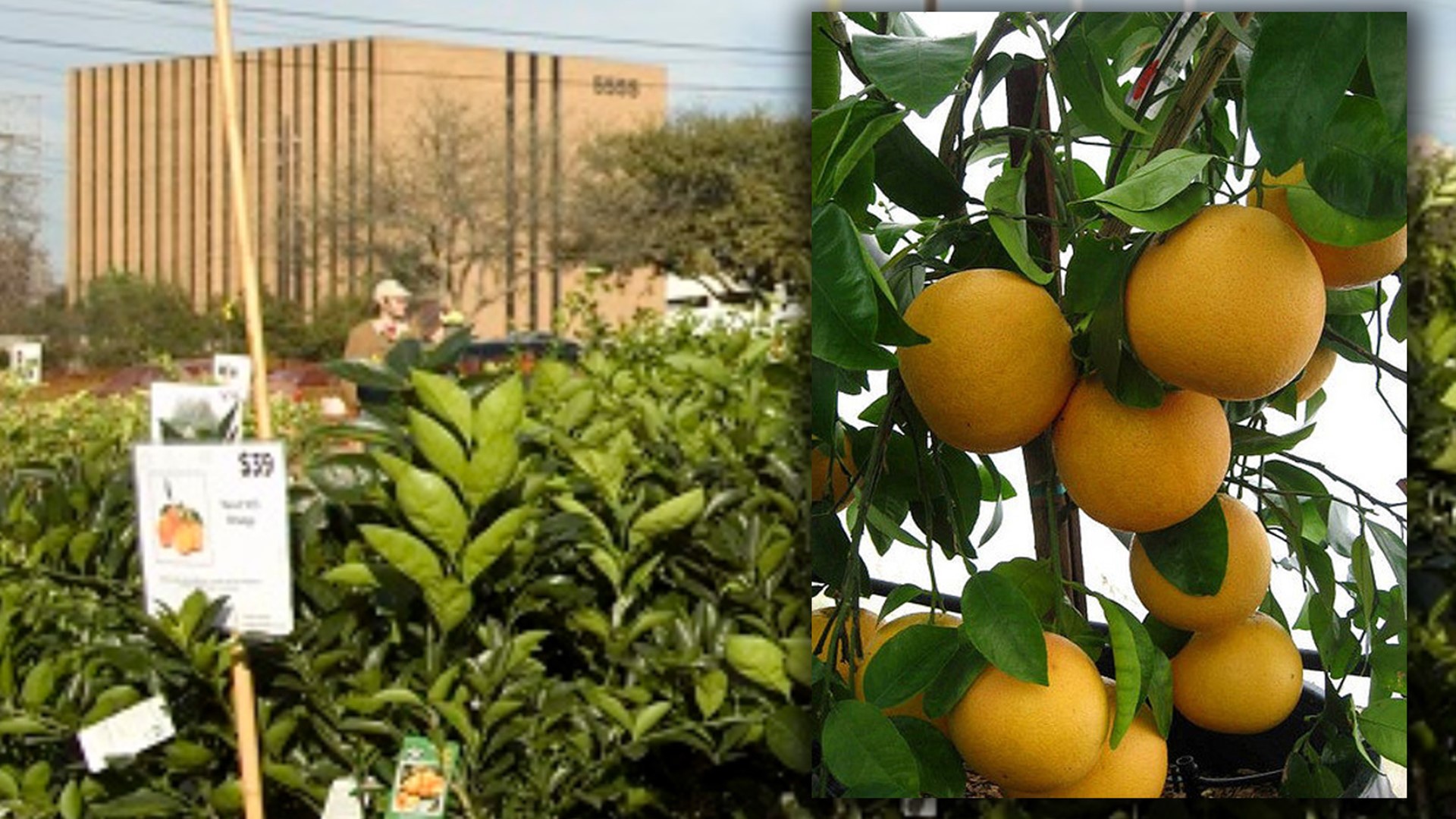 ‘Largest fruit tree sale’ in the country is coming to Houston