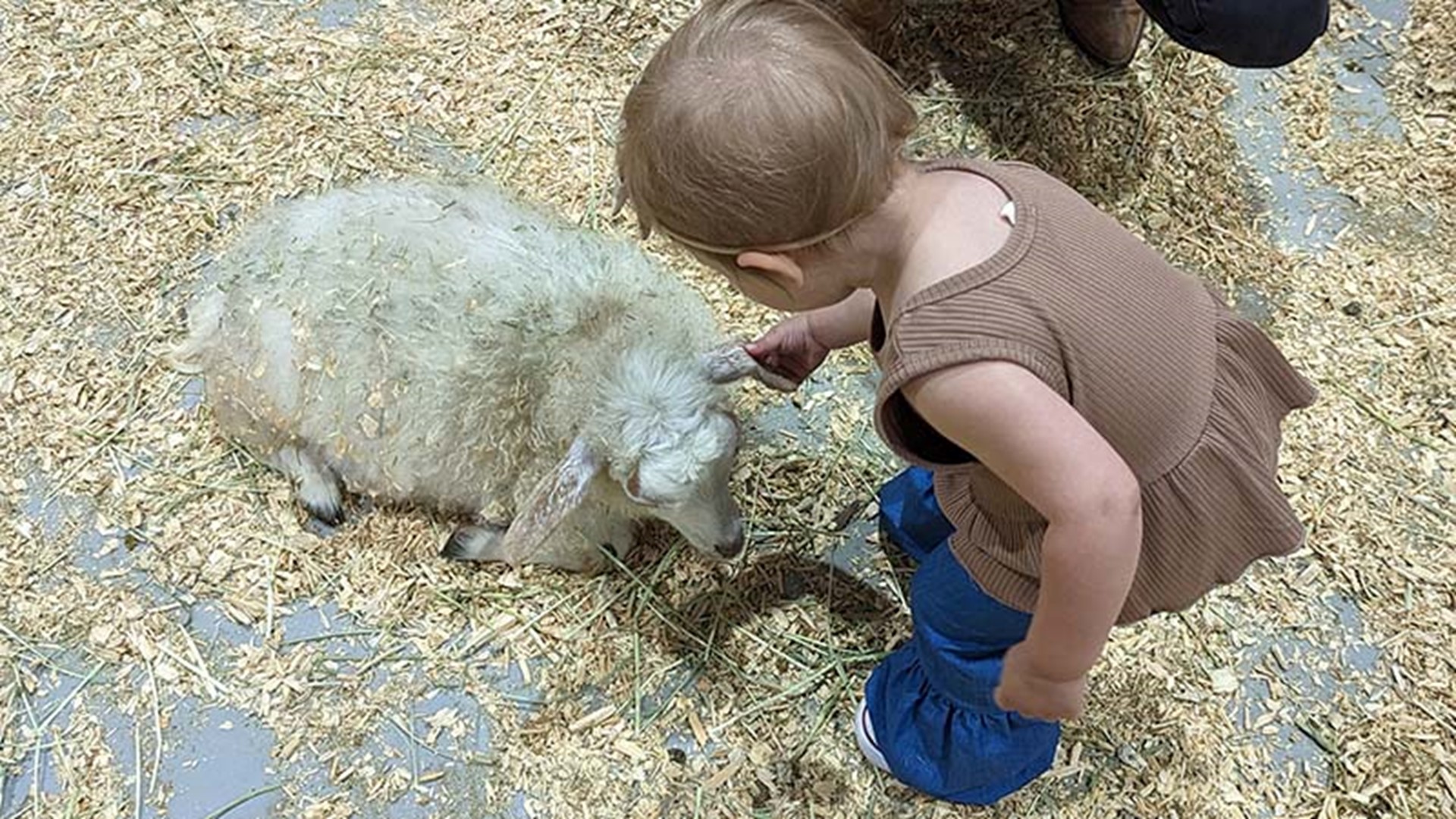 houston-rodeo-bag-policy-what-is-not-allowed-khou