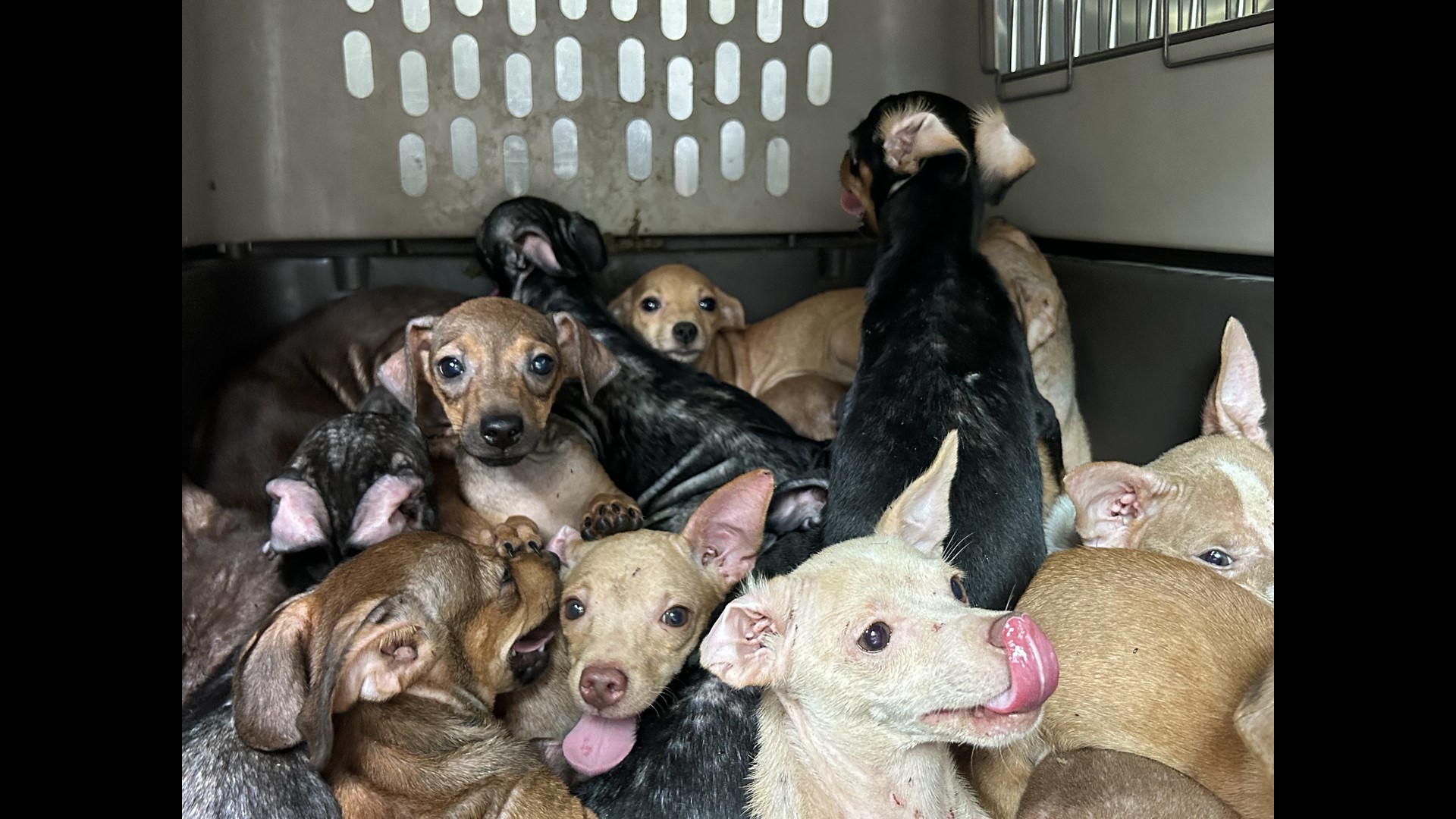 47 dogs rescued from abandoned home in San Jacinto County