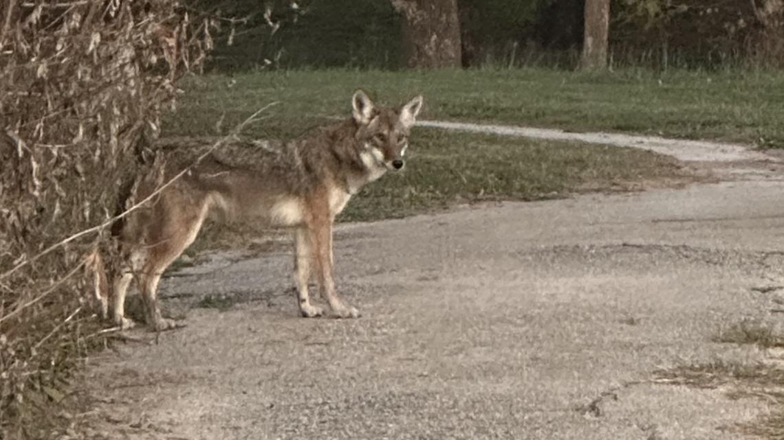 Residents believe Houston freeway construction forced coyotes into their neighborhood