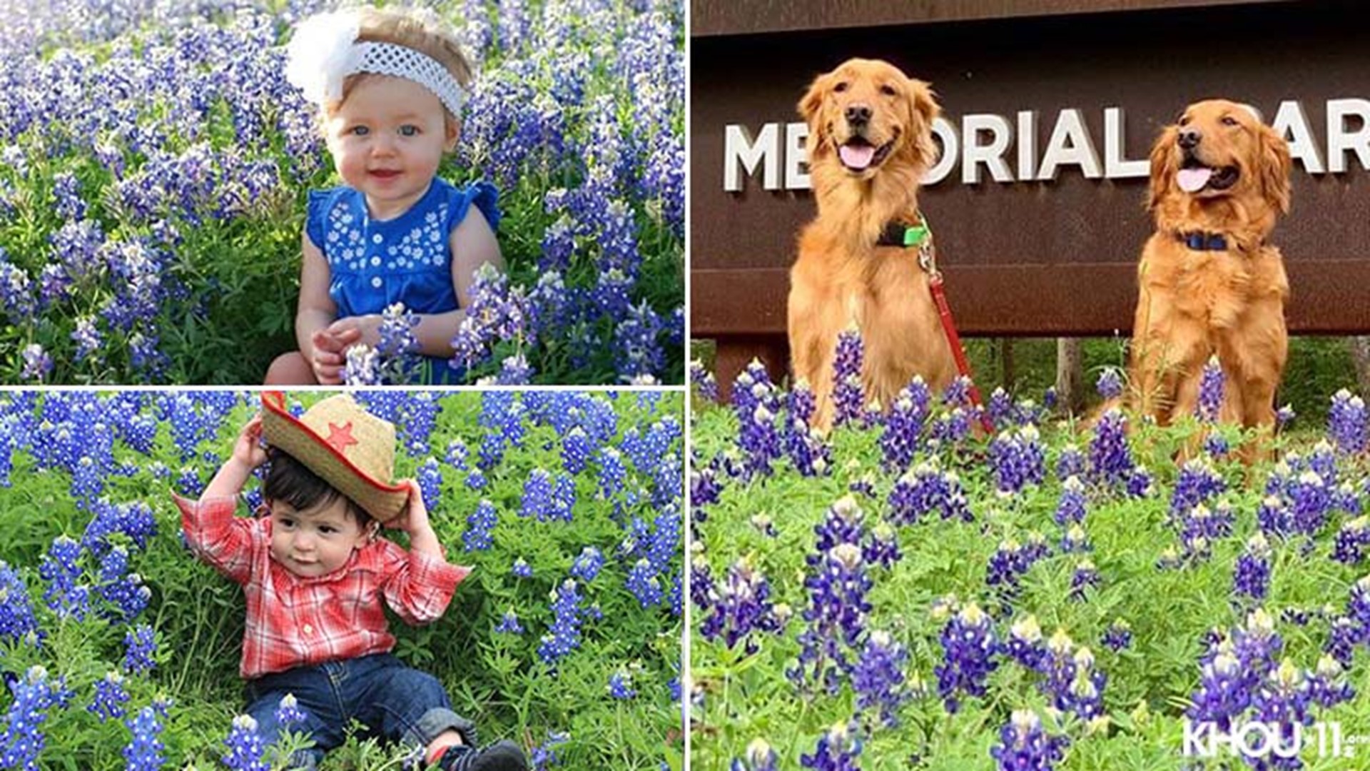 It's a Texas tradition dating back as old as the hills: posing in patches of pretty bluebonnets. These photos were shared by our KHOU11 viewers.