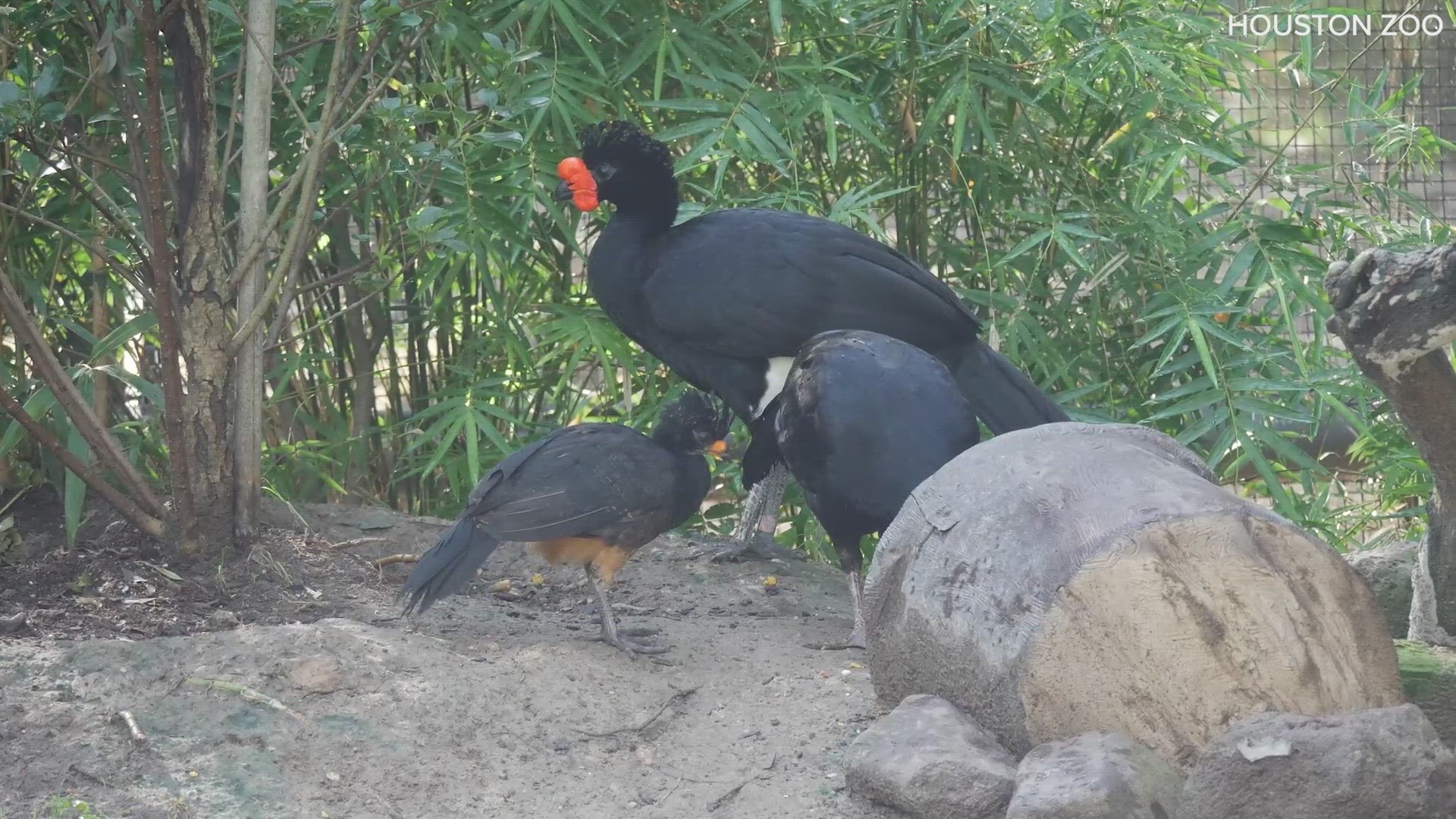 For the first time in 30 years, the endangered curassow chick will be raised by parents at the Houston Zoo.