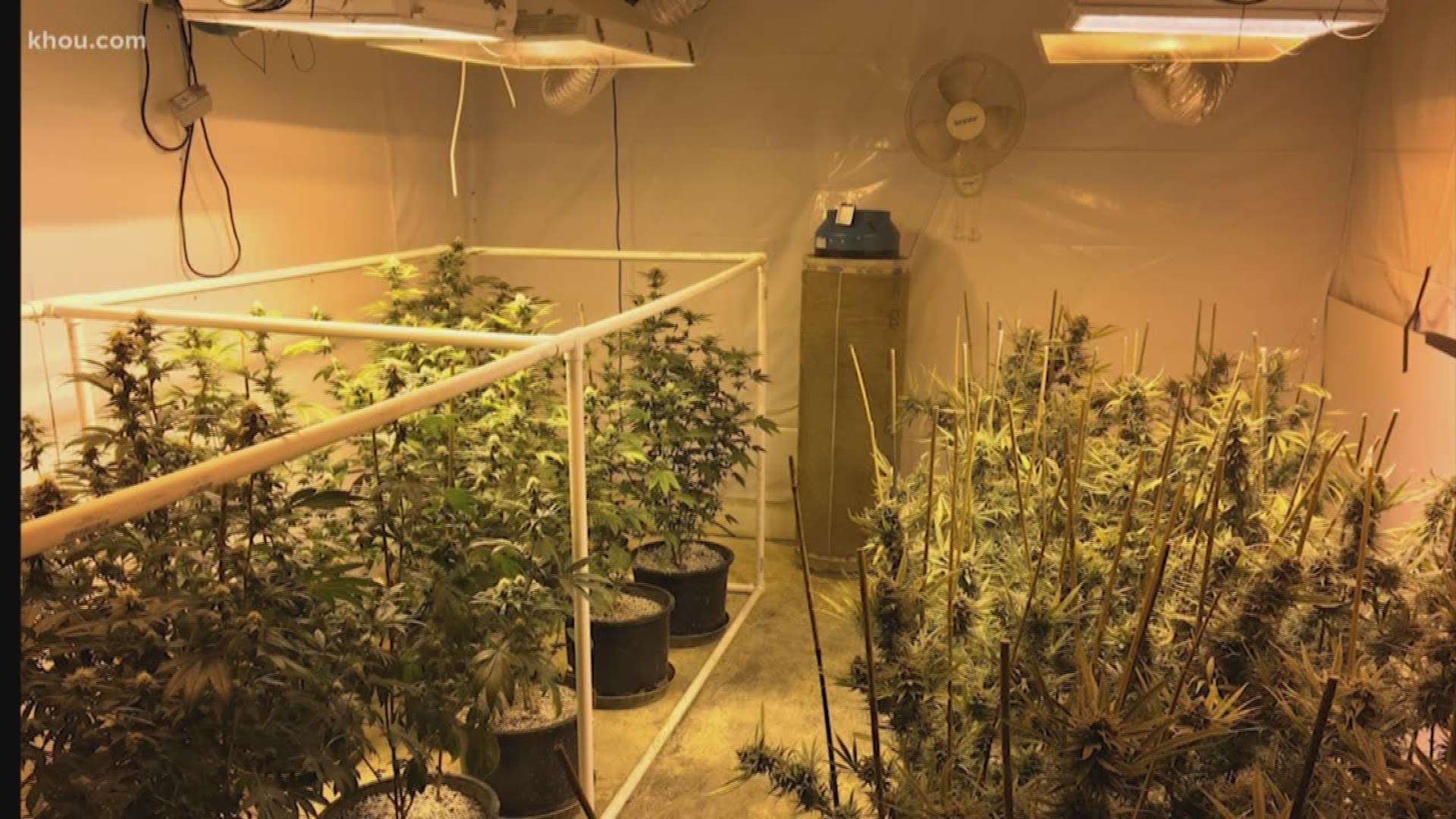 Needville grow house across from high school busted
