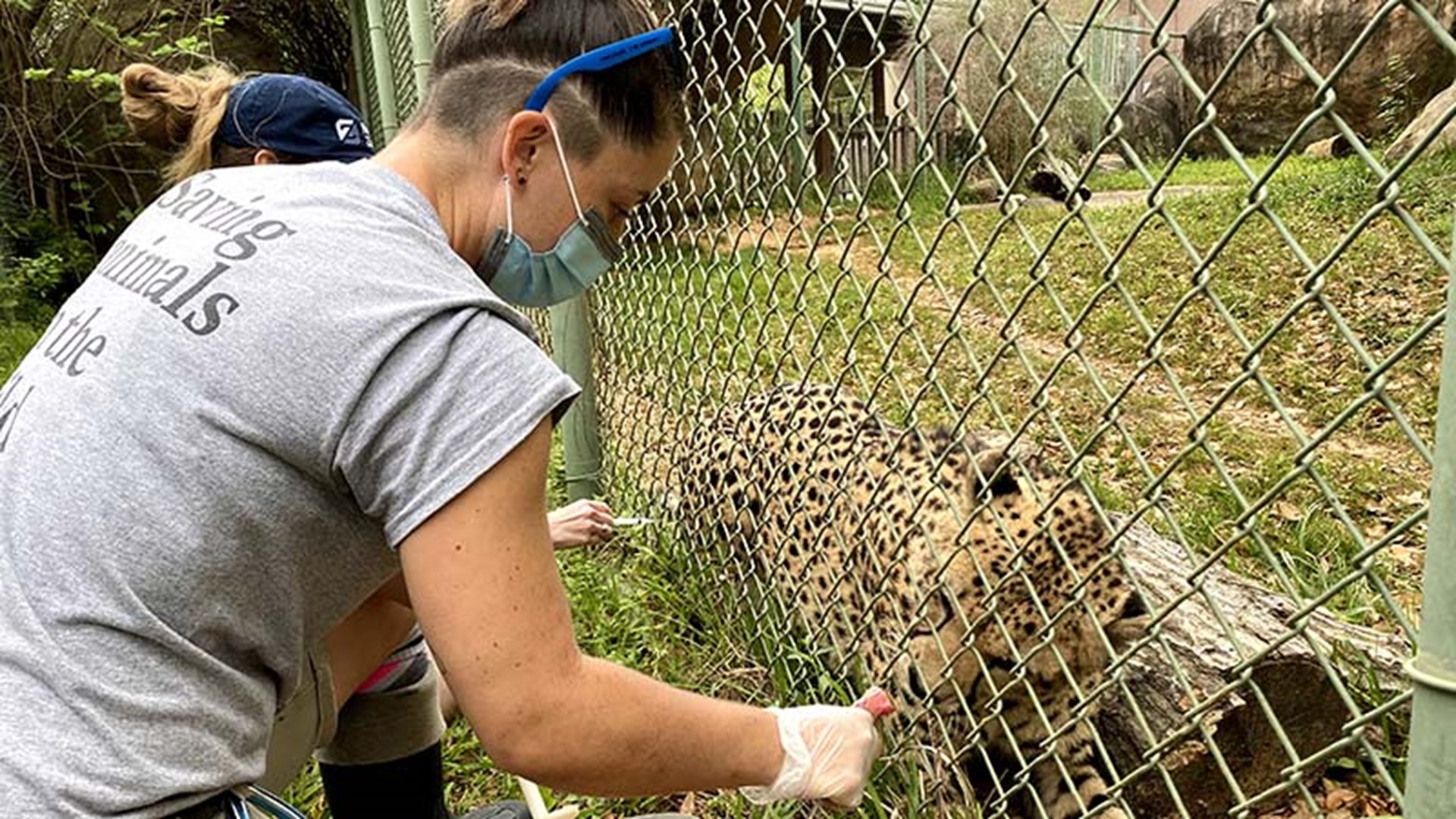 Houston Zoo gives dozens of animals COVID vaccine