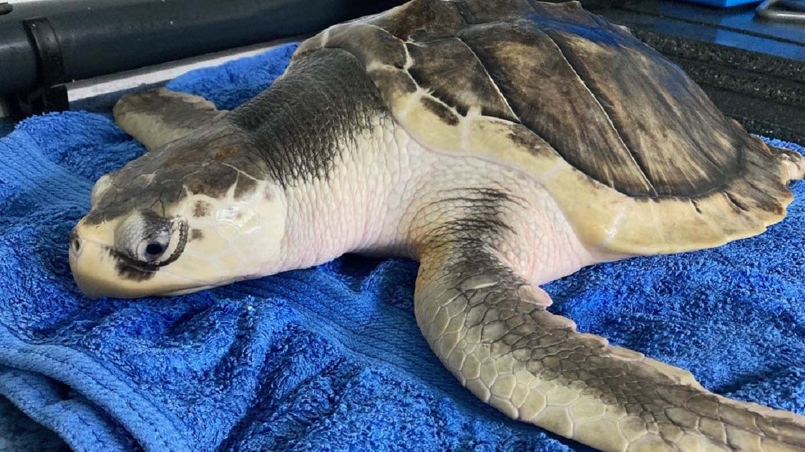 Endangered sea turtle's epic journey from Texas to Wales and back ...