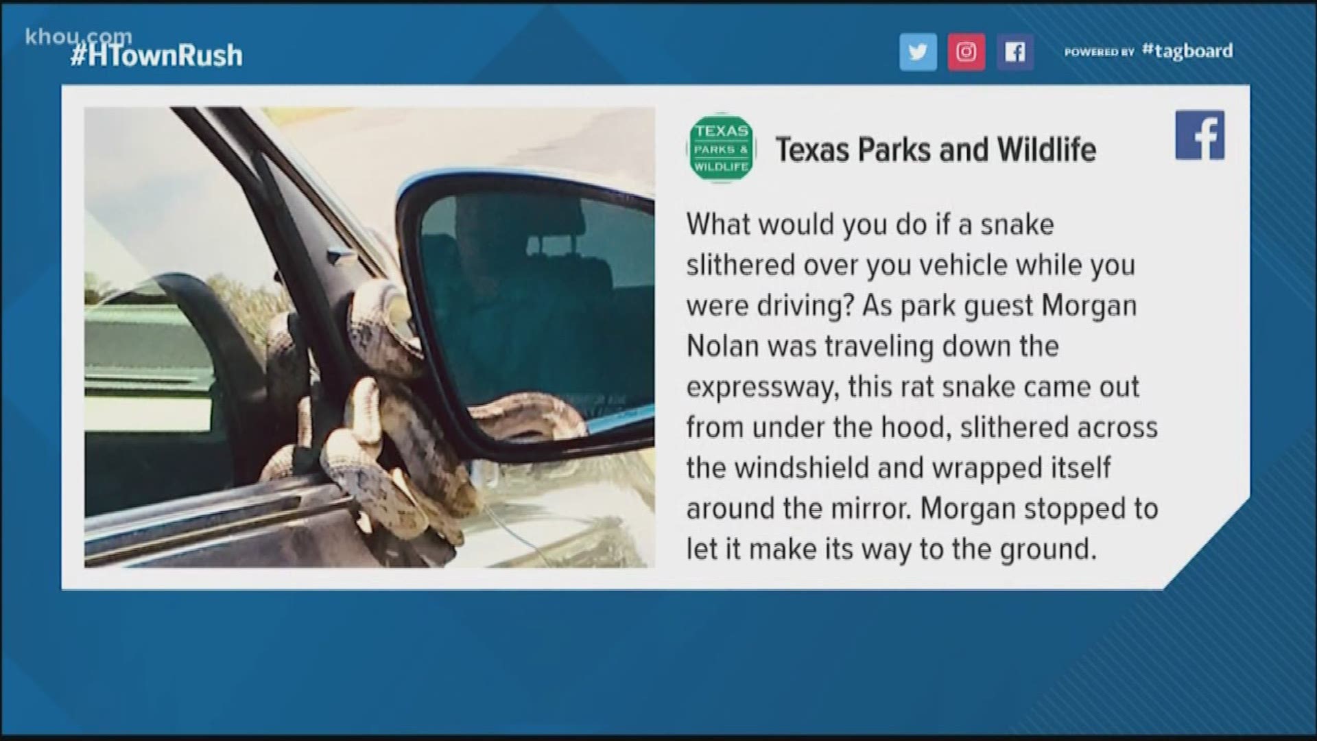 A snake slithered its way onto a car's windshield while a man was driving. Uh, no!