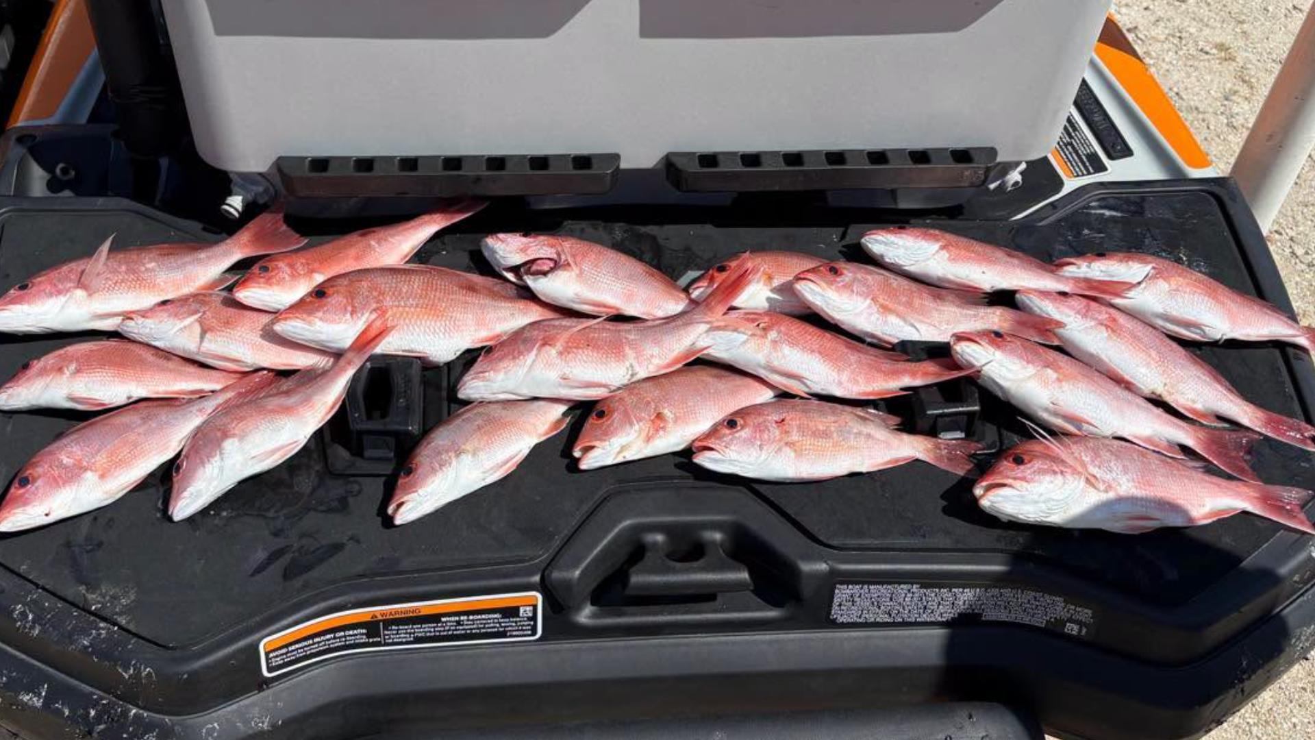 Two anglers returned from the Gulf with a haul of red snapper -- and ...