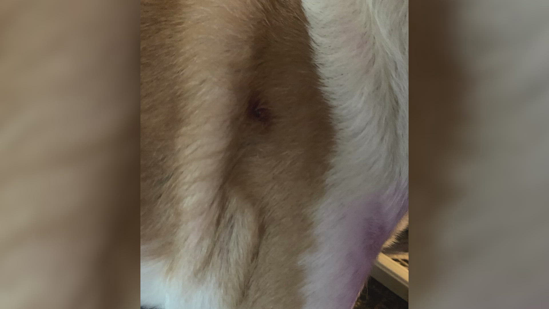 A Katy woman told KHOU 11 News that she wants other nearby homeowners to be on the lookout after a "traumatizing" burglary left her dog with a bullet wound.