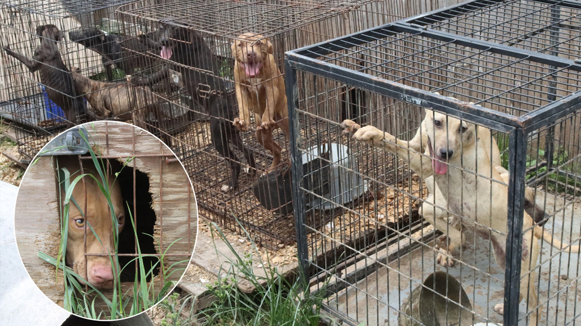 Houston SPCA fights for custody of 18 dogs allegedly found malnourished and chained in Humble