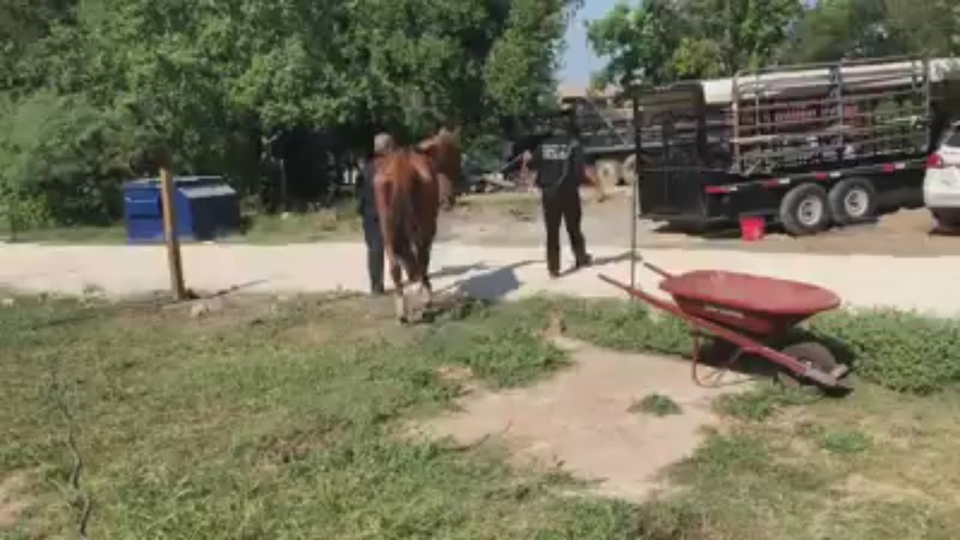 Investigators say the horse and donkey and been severely neglected, at least for months. A warrant  suggests the animals have been "cruelly treated," according to the constable's office.