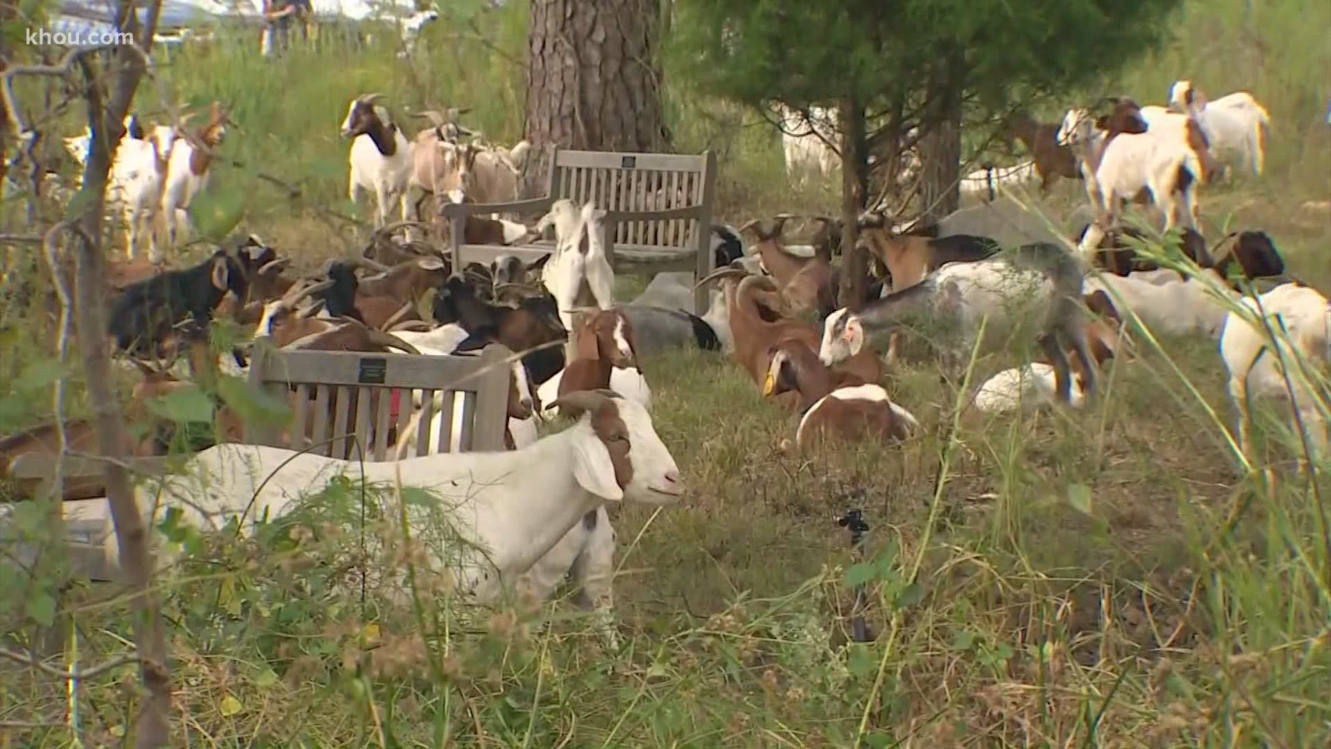 120 goats were set free at the Houston Arbortetum Monday to gobble up as much of the overgrown vegetation as their bellies can hold.