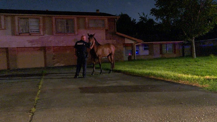 HCSO: Deputies wrangle loose horse after brief chase in north Harris County