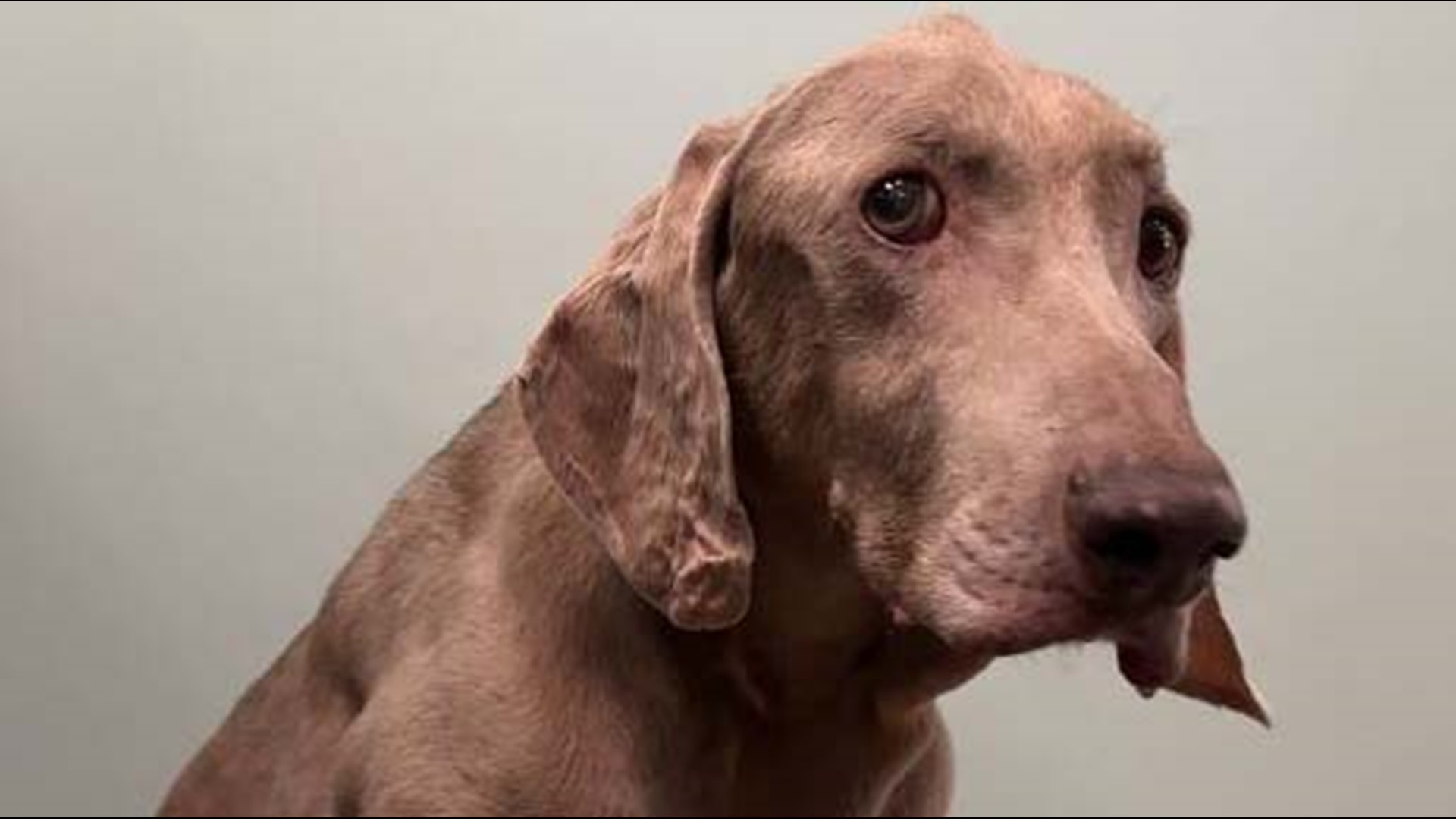 Dax had been with his previous owners for nearly two decades so he was understandably sad and confused when they gave him away.