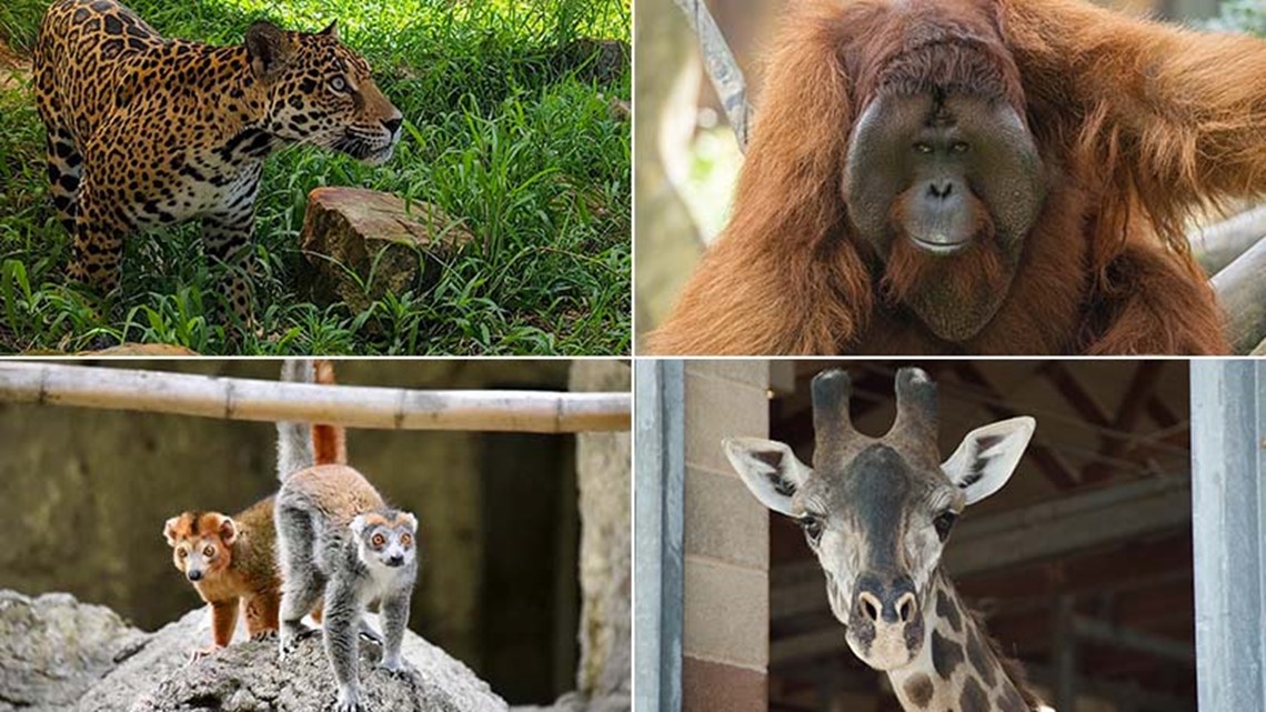 Foto dan video: Temui hewan terbaru di Kebun Binatang Houston