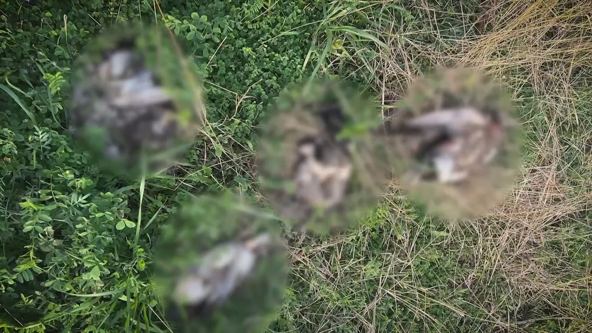 Nearly a dozen dead ducks were found along Sims Bayou in southeast Houston. Those who found them believe they were mutilated.