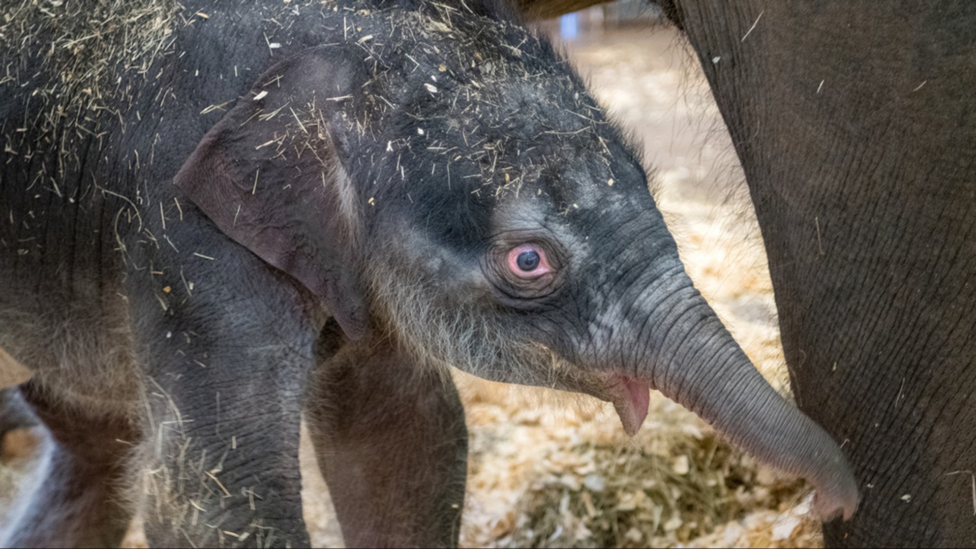 Houston Zoo baby elephant Nelson