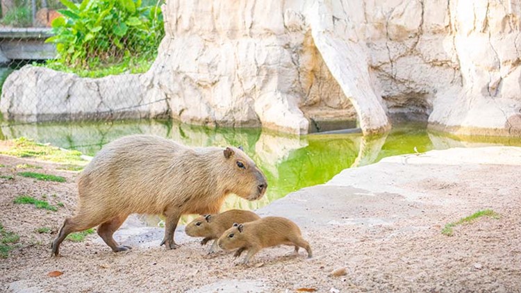 Houston Zoo welcomes baby capybaras, world's largest rodent