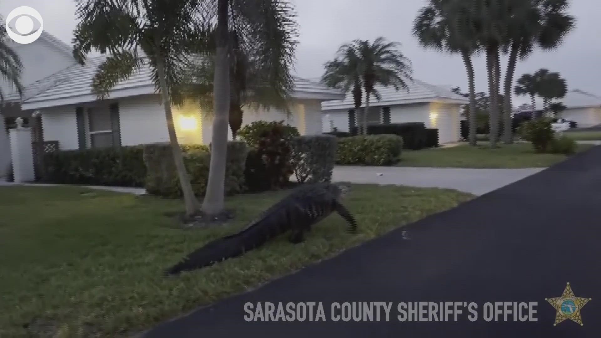 A giant alligator was caught on camera taking a stroll in Venice, Florida, on Easter morning.
