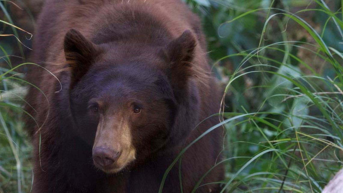 Kebun Binatang Houston menyambut beruang hitam muda yang diselamatkan di Nevada