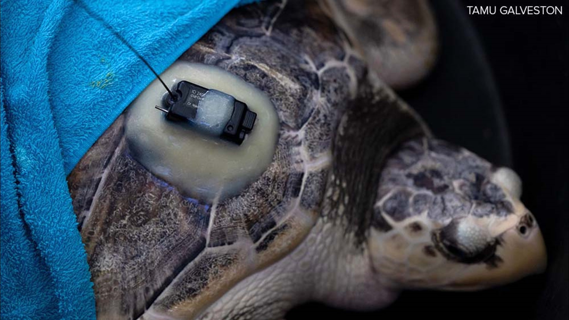 Endangered sea turtle's epic journey from Texas to Wales and back ...