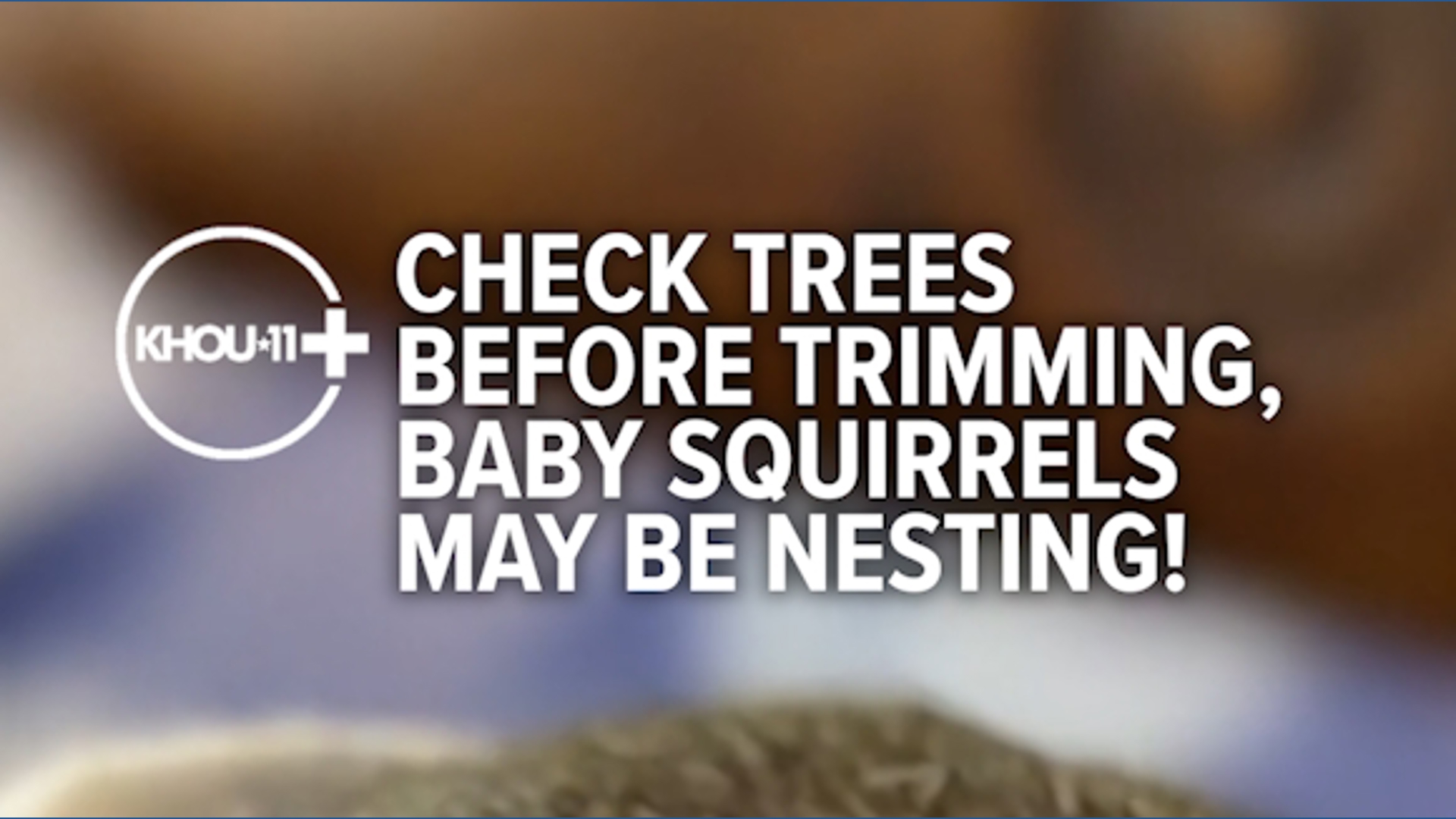 Check trees before trimming, baby squirrels may be nesting! | khou.com