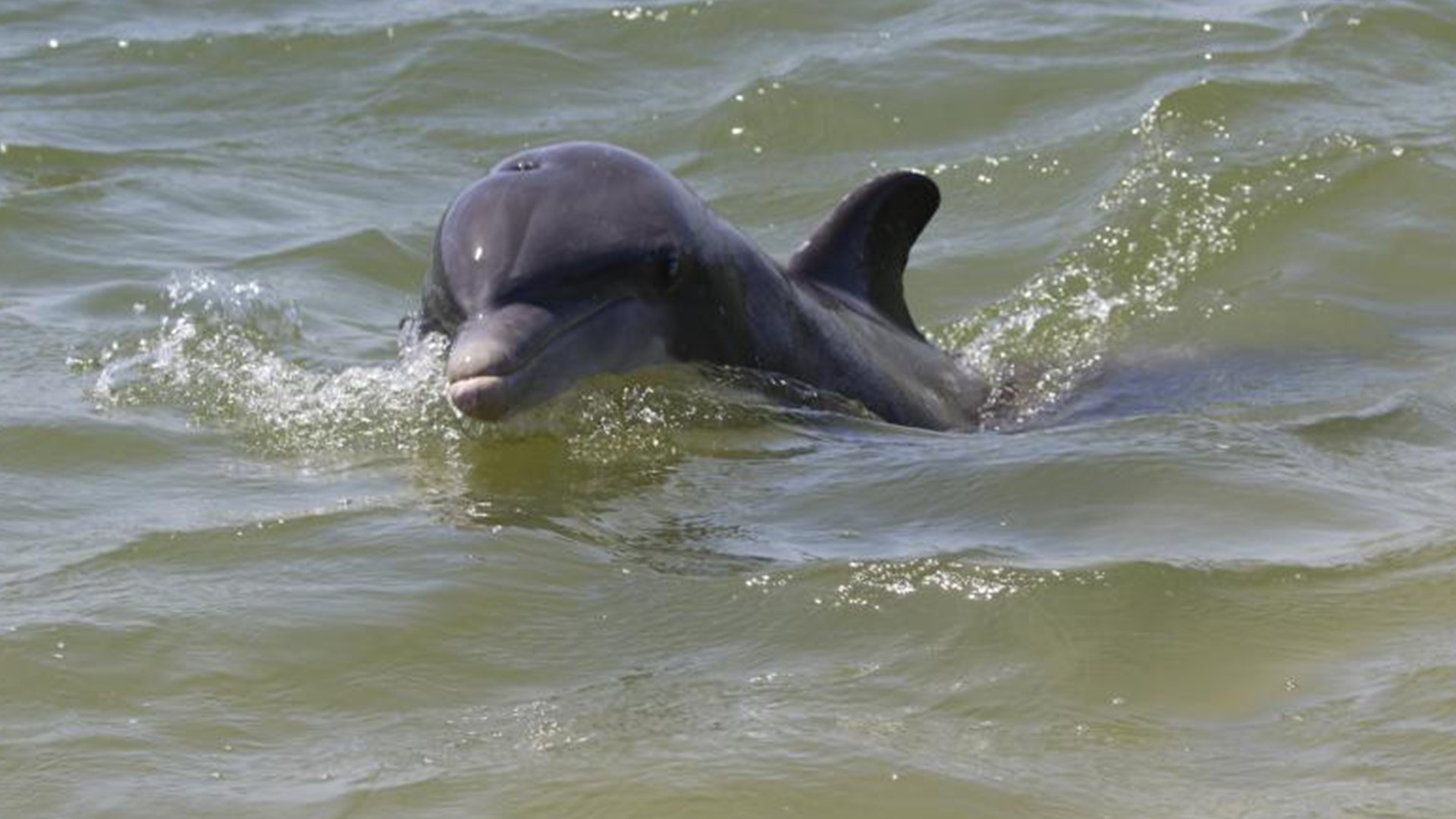 NOAA says the dolphin has grown accustomed to humans and has started displaying aggressive behavior.