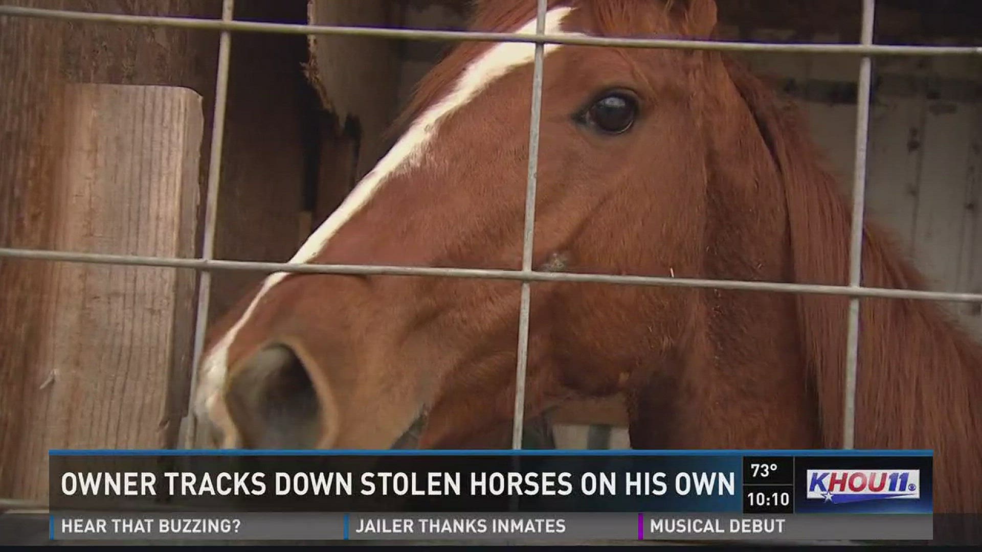 Thieves snatched three horses from trail riders, mostly kids whose work with horses keeps them away from trouble in the Greenspoint area.