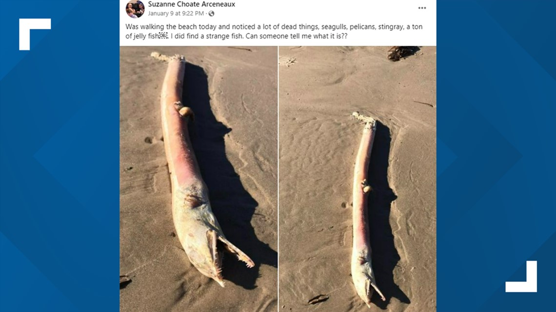 Foto makhluk laut ‘Menakutkan’ yang ditemukan di Semenanjung Bolivar di Texas