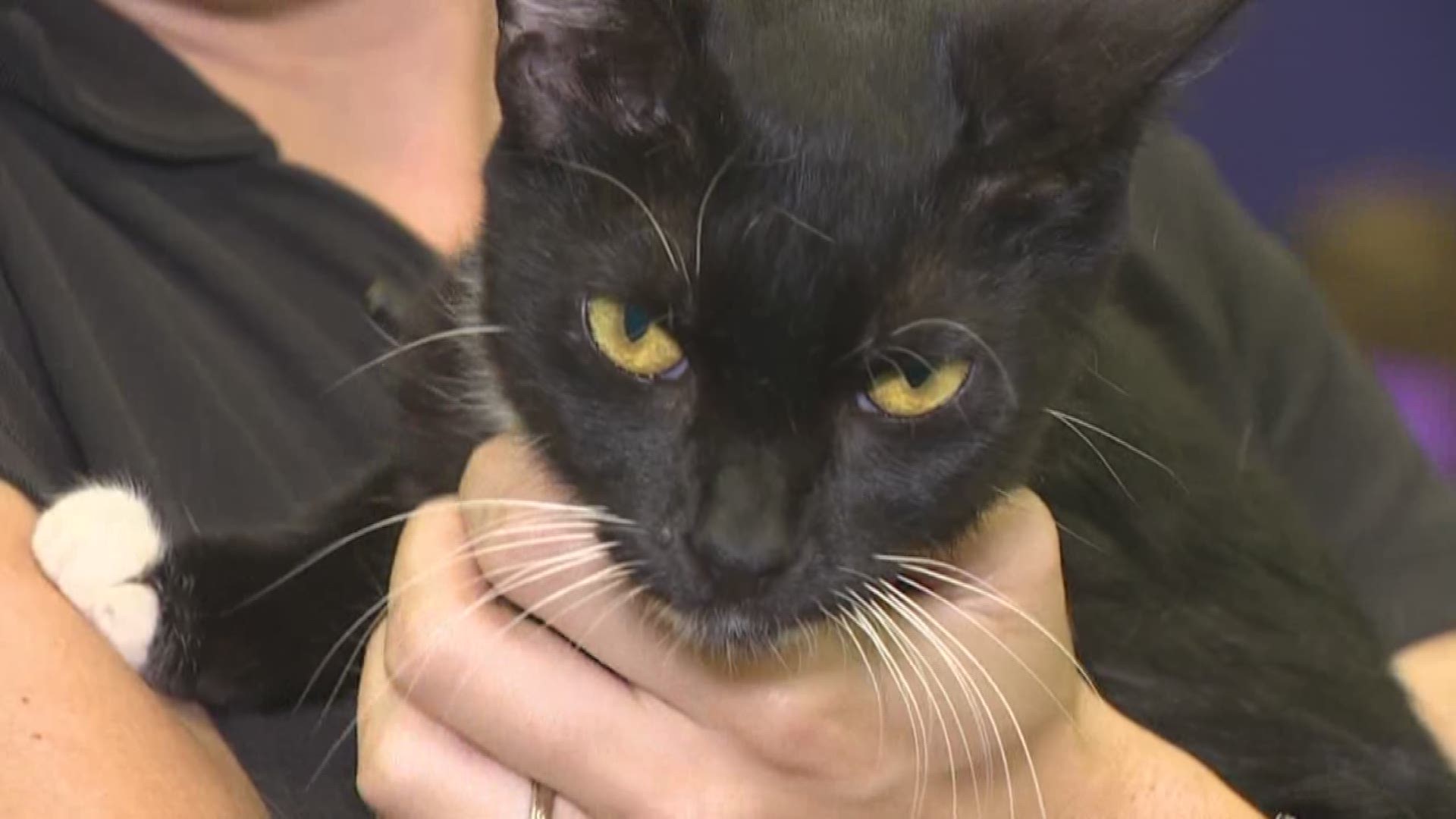 Petite adult cat Glory is looking for her forever home. She's available for adoption at the Houston SPCA.