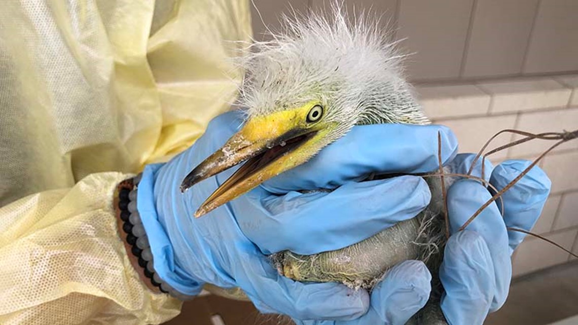 SPCA: Terluka, burung pantai yatim piatu diselamatkan, yang lain ditemukan mati